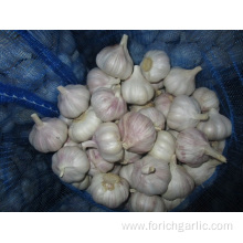 New Crop Fresh Normal White Garlic 2019